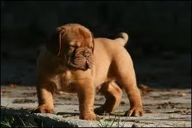 Le 29 novembre 2004, Tia, mtin de Naples, a donn naissance  ... ?