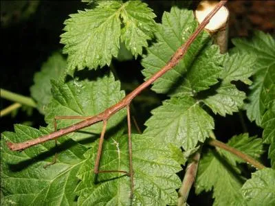 Trouvez la rponse  la baguette !