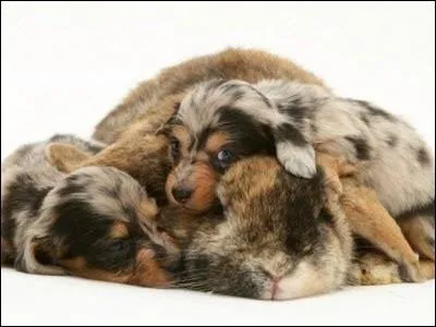 Ecarquillez les yeux et comptez les animaux !