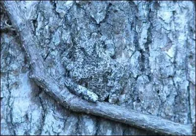 Un peu plus compliqu, vous savez que les crabes de cocotier grimpent aux arbres, et bien c'en est un !