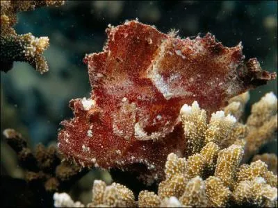 Agrandissez la photo, j'espre que vous allez vous piquer de connatre le nom de cette rascasse !