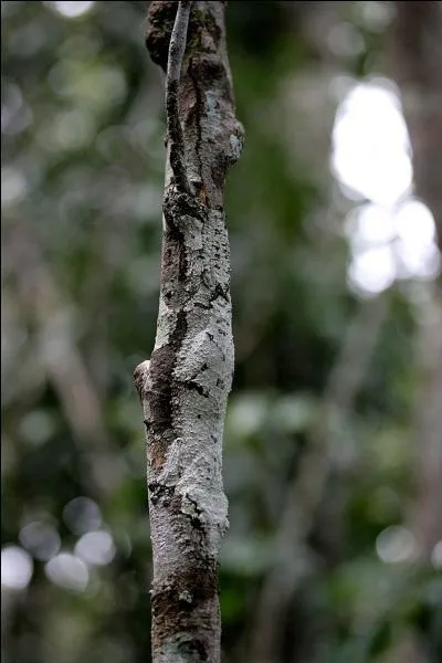 Sa particularit ? Des pattes adhsives !