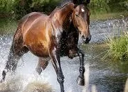 Quiz Les chevaux
