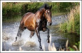 Quelle race de cheval est allemande ?