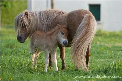De quelle le viennent les poneys Shetland ?