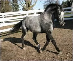 L'appaloosa est tachet :