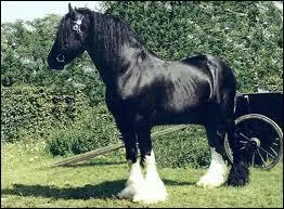 Le Shire est la plus grande race du monde :