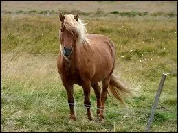 Le cheval islandais est la plus petite race du monde :