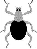 Combien de membres du clan Aburame connat-on ?