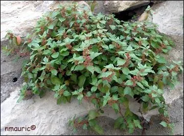 Comment s'appelle cette plante qui, comme l'origine de son nom l'indique, pousse sur les endroits rocheux ?