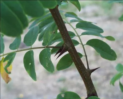 Quel est le nom de cet arbre au tronc pineux, symbole de la connaissance ?