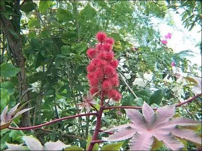 Quel est le nom de cette plante dont on tire une abominable huile laxative ?