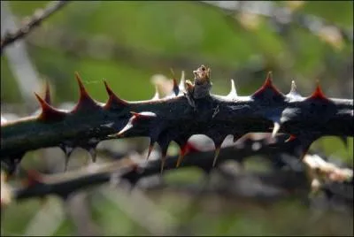 Comment s'appelle cette plante couverte d'pines qui se replante toute seule ?