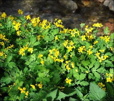 Quelle est cette plante qui peut-tre irritante au contact, et donc le suc de la tige soigne les verrues ?