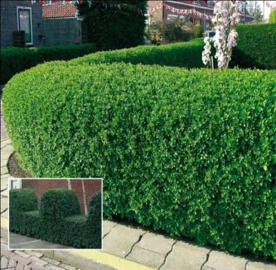 Quel est le nom de cette plante qui fournit de jolies haies pour sparer les maisons ?