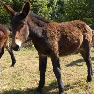 Comment appelle-t-on l'hybride mle de l'ne et de la jument ?