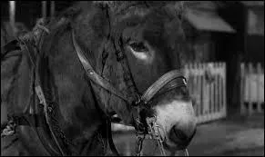 Dans un film ralis par Robert Bresson, comment s'appelle l'ne qui maltrait se rfugie dans un cirque o on le dresse ?