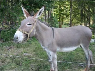 Quel chanteur  a racont l'histoire d'un petit ne gris  ?