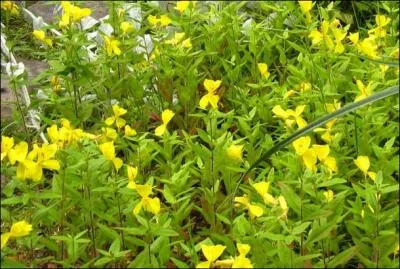 Quelle plante est aussi appele herbe aux nes ?