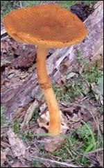 Quel(s) est ou sont le(s) nom(s) de cette amanite ?