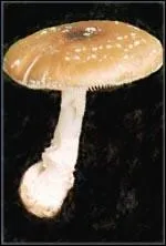 Quel(s) est ou sont le(s) nom(s) de cette amanite ?