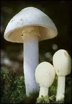 Quel(s) est ou sont le(s) nom(s) qui ne correspond(ent) pas  ces amanites ?