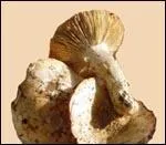 Quel(s) est ou sont le(s) nom(s) de cette amanite ?