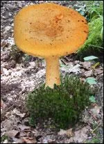 Quel(s) est ou sont le(s) nom(s) de cette amanite ?