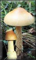 Quel(s) est ou sont le(s) nom(s) de cette troisime amanite ?