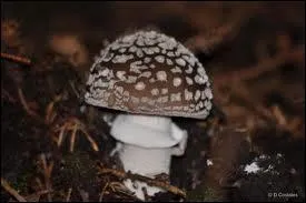 Quel(s) est ou sont le(s) nom(s) de cette amanite ?