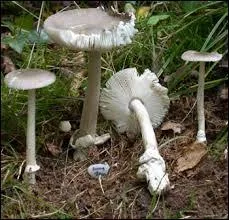 Quel(s) est ou sont le(s) nom(s) de ces amanites ?