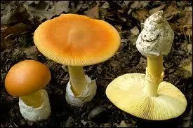 Quel(s) est ou sont le(s) nom(s) de ces amanites ?