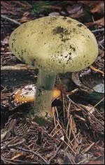 Quel(s) est ou sont le(s) nom(s) de cette amanite ?