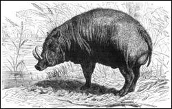 Qu'est-ce que c'est ?