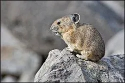 Qu'est-ce que c'est ?