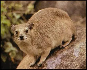 Qu'est-ce que c'est ?