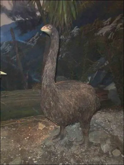 Qu'est-ce que c'est ?