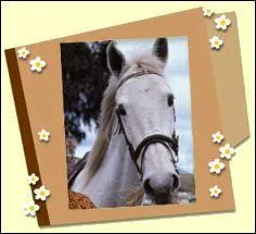 A qui appartient Barq ?