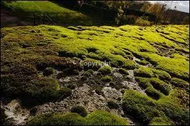Que fera Nuage Bleu lors de son premier jour d'entranement ?