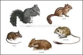 Quel animal va-t-elle attraper lors de son premier cours de chasse ?