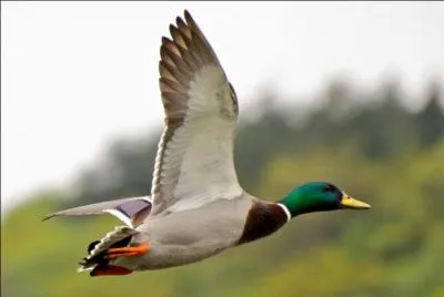 Quel aliment est trs mauvais pour les canards ?