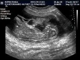 Quel est l'animal qui a le temps de gestation le plus long ?