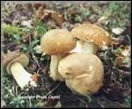 Ce cèpe est l'un des meilleurs champignons de la forêt, peut-être le plus recherché de tous les champignons comestibles. Il s'agit du célèbre :