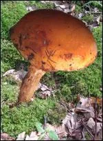 Cette fois-ci, ce cèpe est un comestible moyen et il faut retirer la couche visqueuse qui recouvre le chapeau avant de le consommer. Il pousse sous une espèce d'arbre que l'on retrouve dans son nom. C'est le :