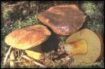 Quiz Champignons