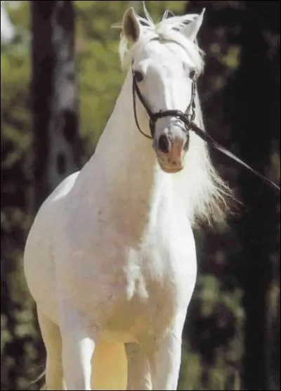 On dit d'un cheval castr qu'il est