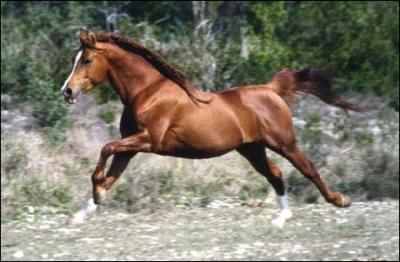 Quelle est l'allure la plus rapide  cheval ?