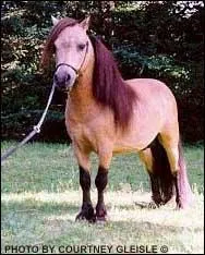 Quelle est la plus petite race de chevaux ?