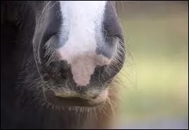 Comment s'appelle l'ventuelle tache blanche sur le museau d'un cheval ?