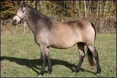 Quelle est la robe de ce cheval ?